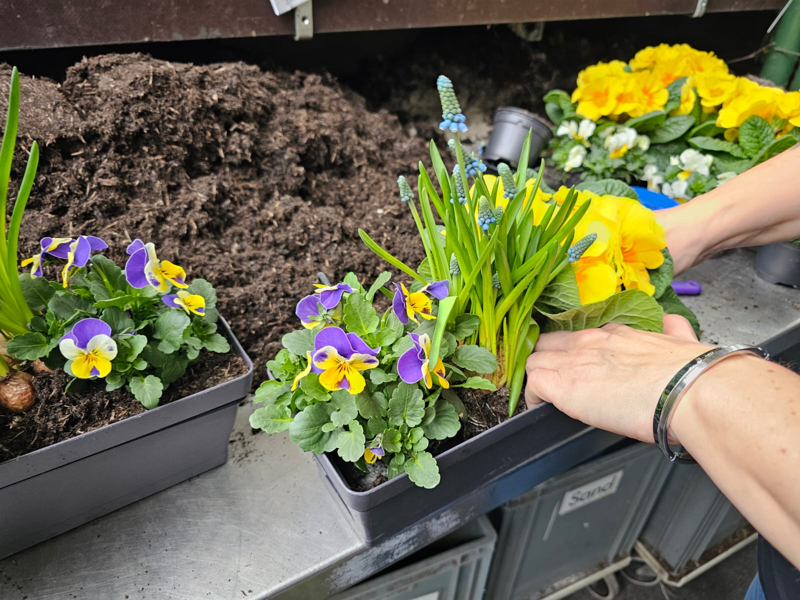 Gute Laune am Wochenende 🌸🌿

Diese Woche im Angebot:
Traubenhyazinthe, Hornveilchen und Primel in einem kleinen Balkonkasten, dekoriert mit Birkenzweigen.
Frische Frühlingsfarben, kompakt bepflanzt: Bereit für Balkon, Terrasse oder Fensterbank.

Für 13,90 €, nur solange der Vorrat reicht.
Vorbeischauen & mitnehmen 💚

#kochchristmann #GuteLauneAmWochenende #Wochenendangebot  #Balkonpflanzen #Frühling #Kaiserslautern #Regionalekäufe