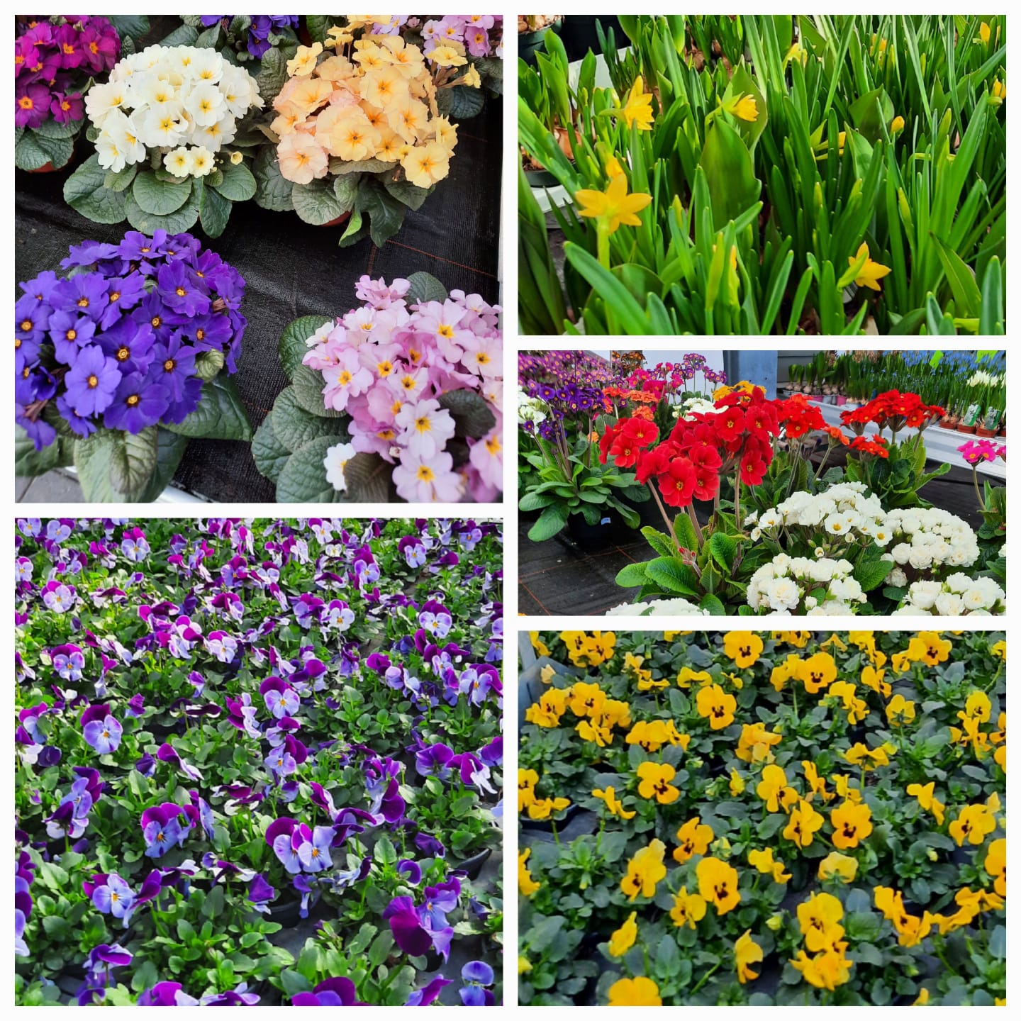 Im Verkaufsgewächshaus wird es immer bunter.
Auf den Tischen stehen viele Frühlingspflanzen bereit und bringen Schritt für Schritt mehr Farbe in die Saison. 🌸🌿

#kochchristmann #kaiserslautern #verkaufsgewächshaus #frühlingspflanzen #gärtnerei #frühling #pflanzenliebe