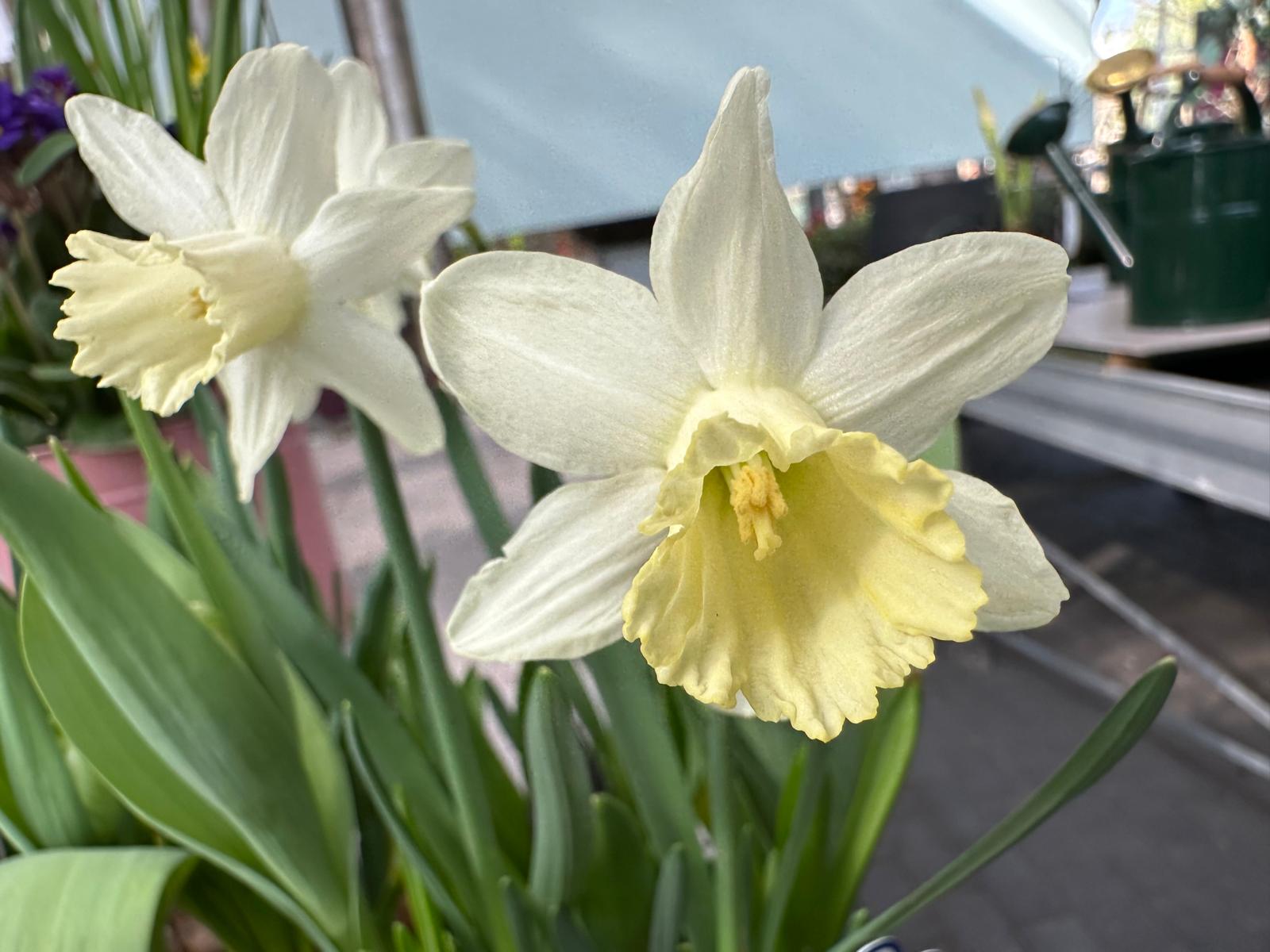 Blüten aus verschiedenen Bereichen. 
Unterschiedliche Pflanzen, die jetzt nach und nach aufgehen und Farbe ins Haus, den Garten oder auf den Balkon bringen. 🌸🌿

#kochchristmann #kaiserslautern #blüten #frühling #pflanzenvielfalt #gärtnerei #floristik