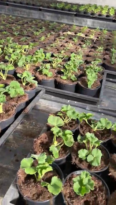 Beim Topfen des Sommerflors.
Reihe für Reihe werden die jungen Pflanzen gesetzt, die Tische füllen sich nach und nach. 🌿

#kochchristmann #kaiserslautern #gärtnerei #eigenproduktion #sommerflor #pflanzenanzucht #handwerk