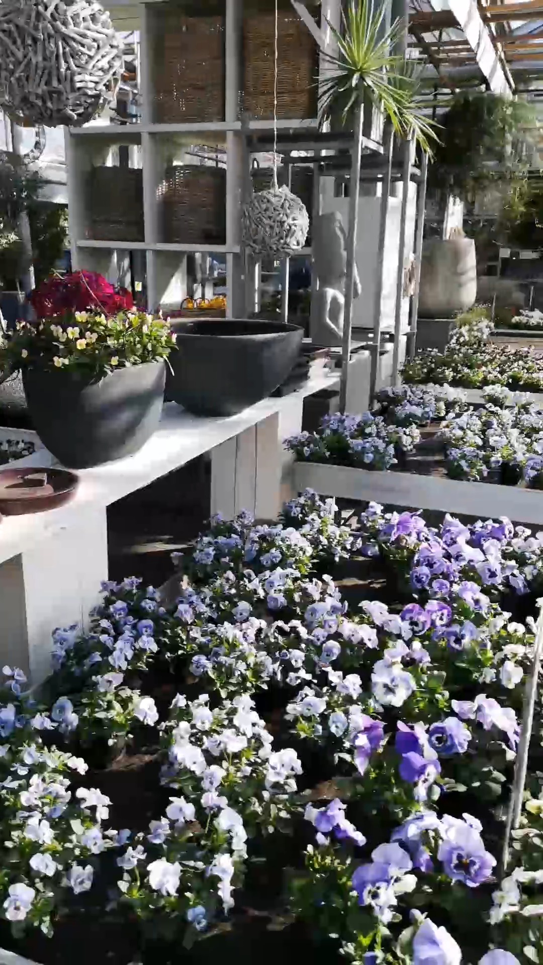 Ein kurzer Rundgang durch unser Verkaufsgewächshaus.
Ein paar Eindrücke aus dem aktuellen Sortiment, so sieht es gerade bei uns aus.

#kochchristmann #kaiserslautern #verkaufsgewächshaus #gärtnerei #pflanzenvielfalt #floristik