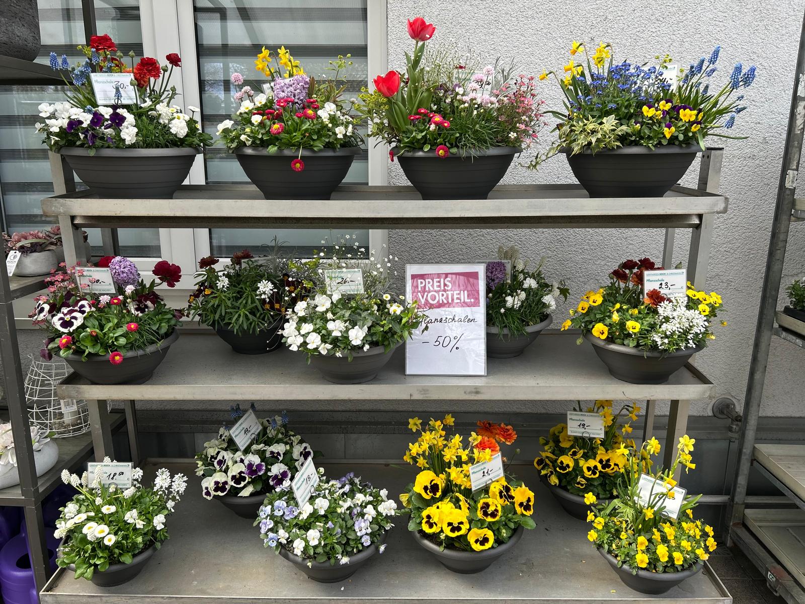 Ab morgen in unserer Filiale in der Donnersbergstraße:
Die letzten Frühlingsschalen sind um 50 % reduziert. In verschiedenen Größen und Varianten, solange der Vorrat reicht. 🌸🌿

#kochchristmann #kaiserslautern #donnersbergstraße #frühlingsschalen #gärtnerei #floristik #angebot