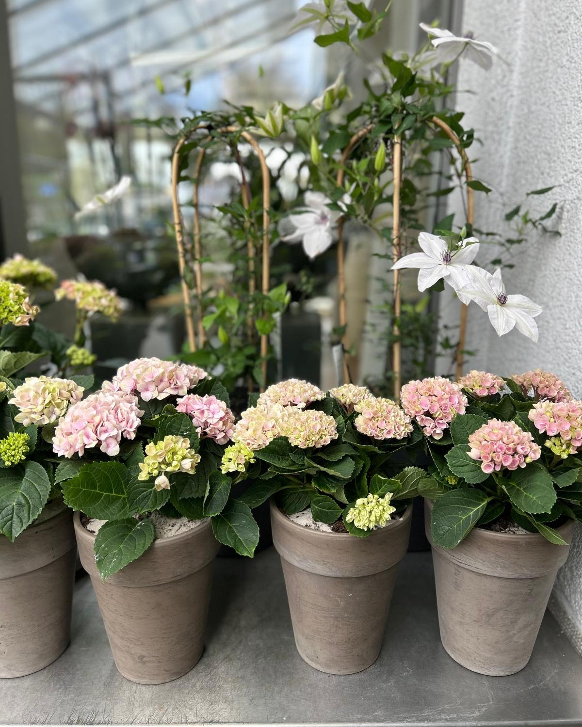 Diese Woche gibt es drei Angebote in unserer Filiale in der Donnersbergstraße.
Die Bilder geben einen kleinen Überblick und zeigen, was es aktuell bei uns zu entdecken gibt.#kochchristmann #kaiserslautern #donnersbergstraße #gärtnerei #floristik #angebote #pflanzenliebe