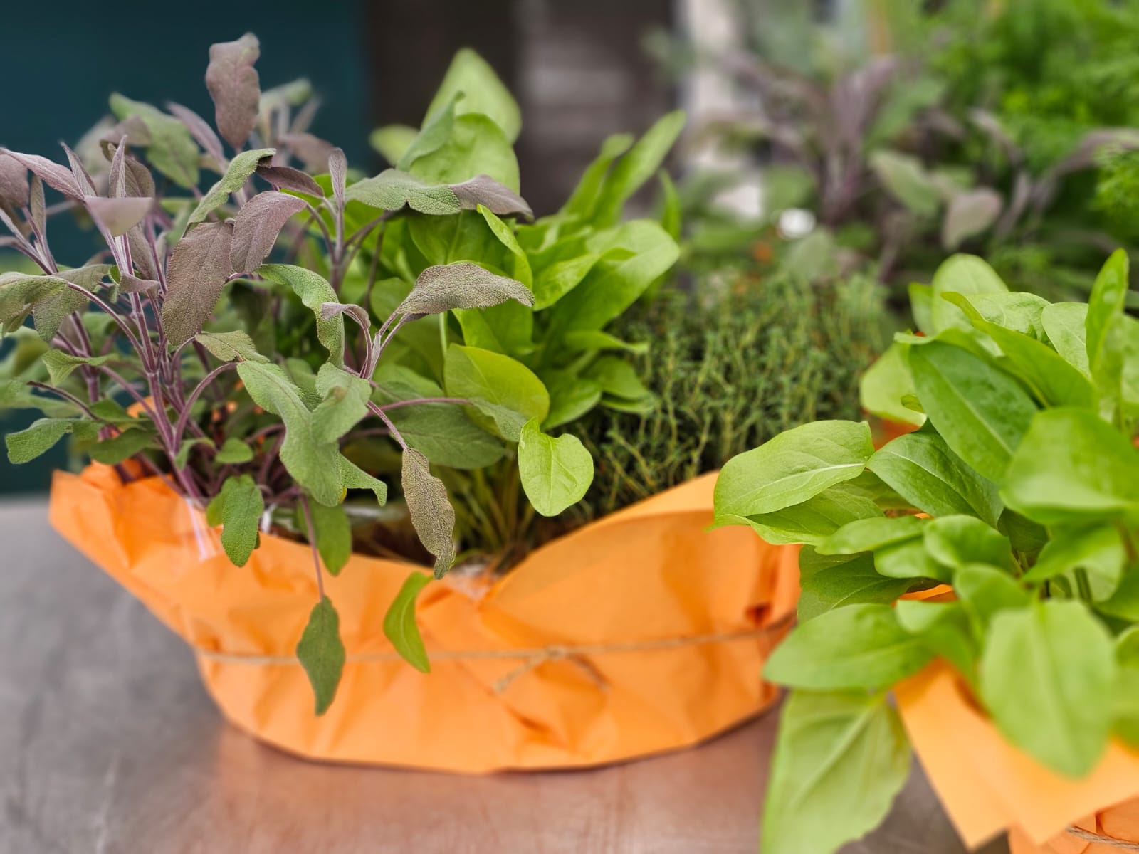 Gute Laune am Wochenende 🌿✨

Diese Woche im Angebot:
Drei verschiedene Kräutern in einer Papiermanschette.
Praktisch für Küche, Balkon oder Fensterbank. Frisch, duftend und vielseitig verwendbar.

Für 13,90 €, nur solange der Vorrat reicht.
Vorbeischauen & mitnehmen 💚

#kochchristmann #GuteLauneAmWochenende #Wochenendangebot #Kräuter #Küchenkräuter #FrischvomGarten #Kaiserslautern #Regionalekäufe #Gartenfreude