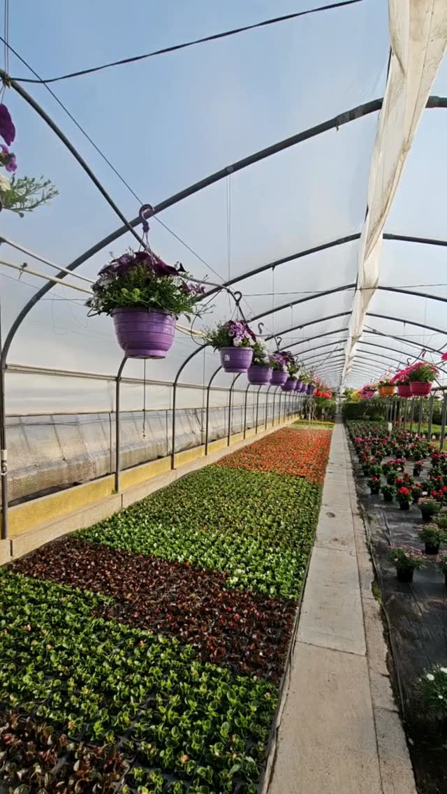 Ein weiterer Blick in unsere Gärtnerei. 🌿

Pflanzen aus eigener Produktion, die aktuell direkt vor Ort ausgewählt werden können.

#kochchristmann #kaiserslautern #gärtnerei #eigenproduktion #pflanzenkauf #regional #pflanzenliebe