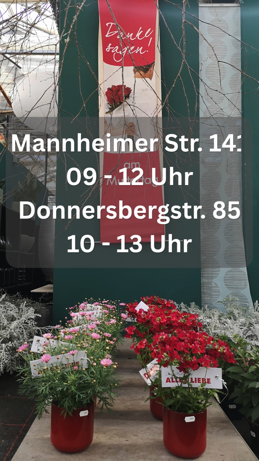 Wir wünschen einen schönen Muttertag. 🌸

Unsere Öffnungszeiten für heute:
📍 Mannheimer Straße 141
9 – 12 Uhr
📍 Donnersbergstraße 86
10 – 13 Uhr

#kochchristmann #kaiserslautern #muttertag #floristik #blumenliebe #gärtnerei