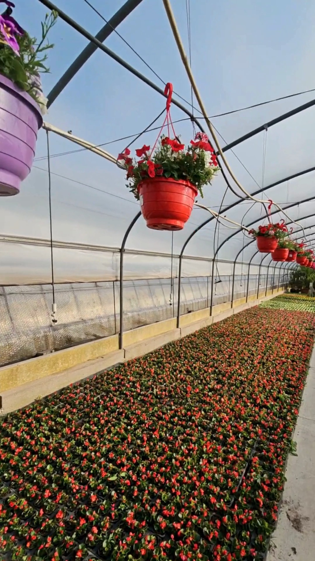 Viele kleine Eindrücke aus unserer Gärtnerei. 🌿

Zurzeit wächst und blüht hier einiges, von Sommerflor bis Gemüsepflanzen für Garten und Balkon, alles aus eigener Produktion.

#kochchristmann #kaiserslautern #gärtnerei #eigenproduktion #sommerflor #gemüsepflanzen #pflanzenliebe #regional