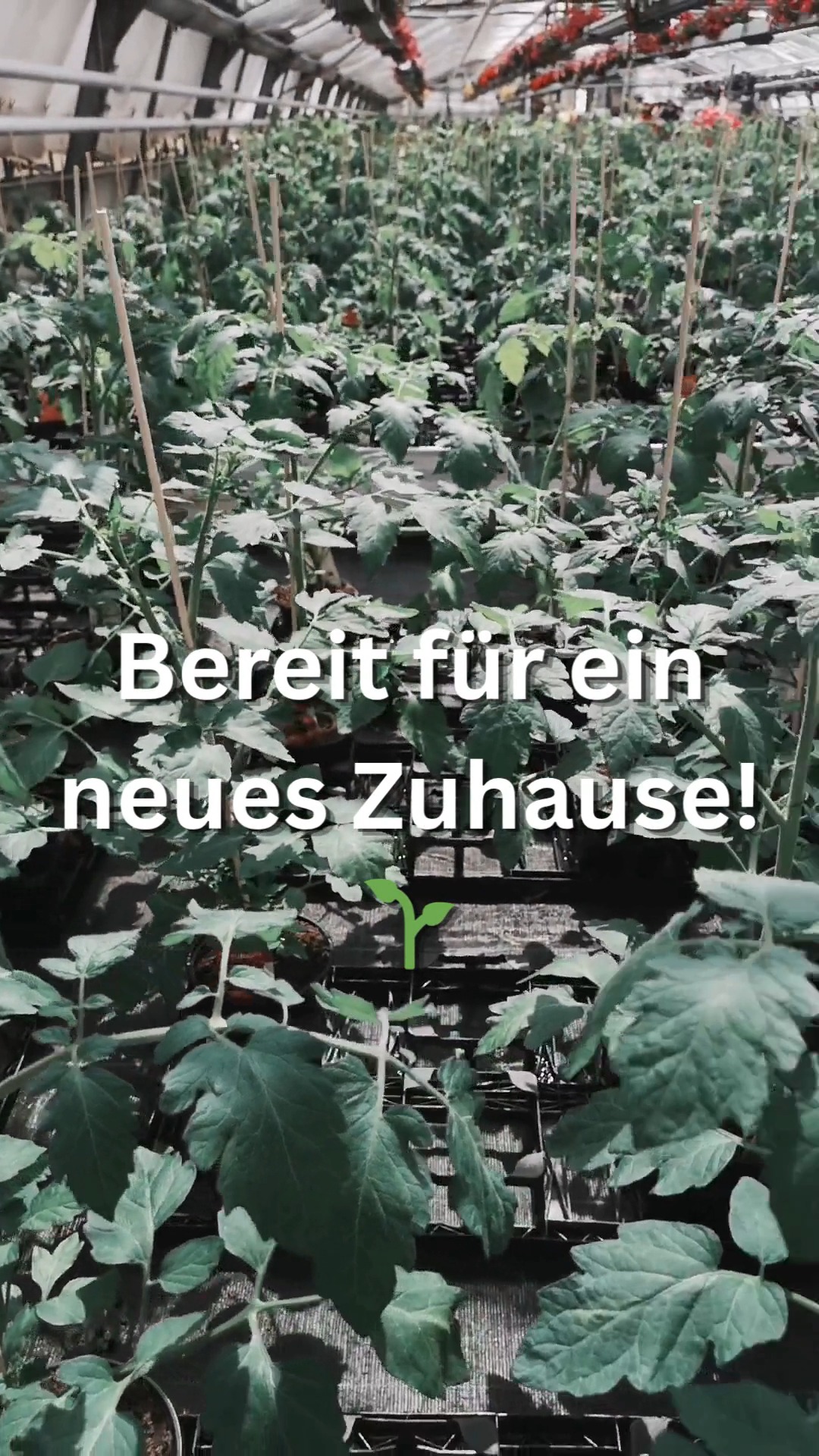Von uns großgezogen, jetzt bereit für ihr neues Zuhause. 🌱

Tomaten, Gurken und Paprika aus eigener Produktion, direkt aus unserer Gärtnerei.
Im Mai findet der Verkauf direkt in der Produktion statt.

#kochchristmann #kaiserslautern #gärtnerei #eigenproduktion #gemüsepflanzen #tomatenpflanzen #paprika #gurken #gartenzeit