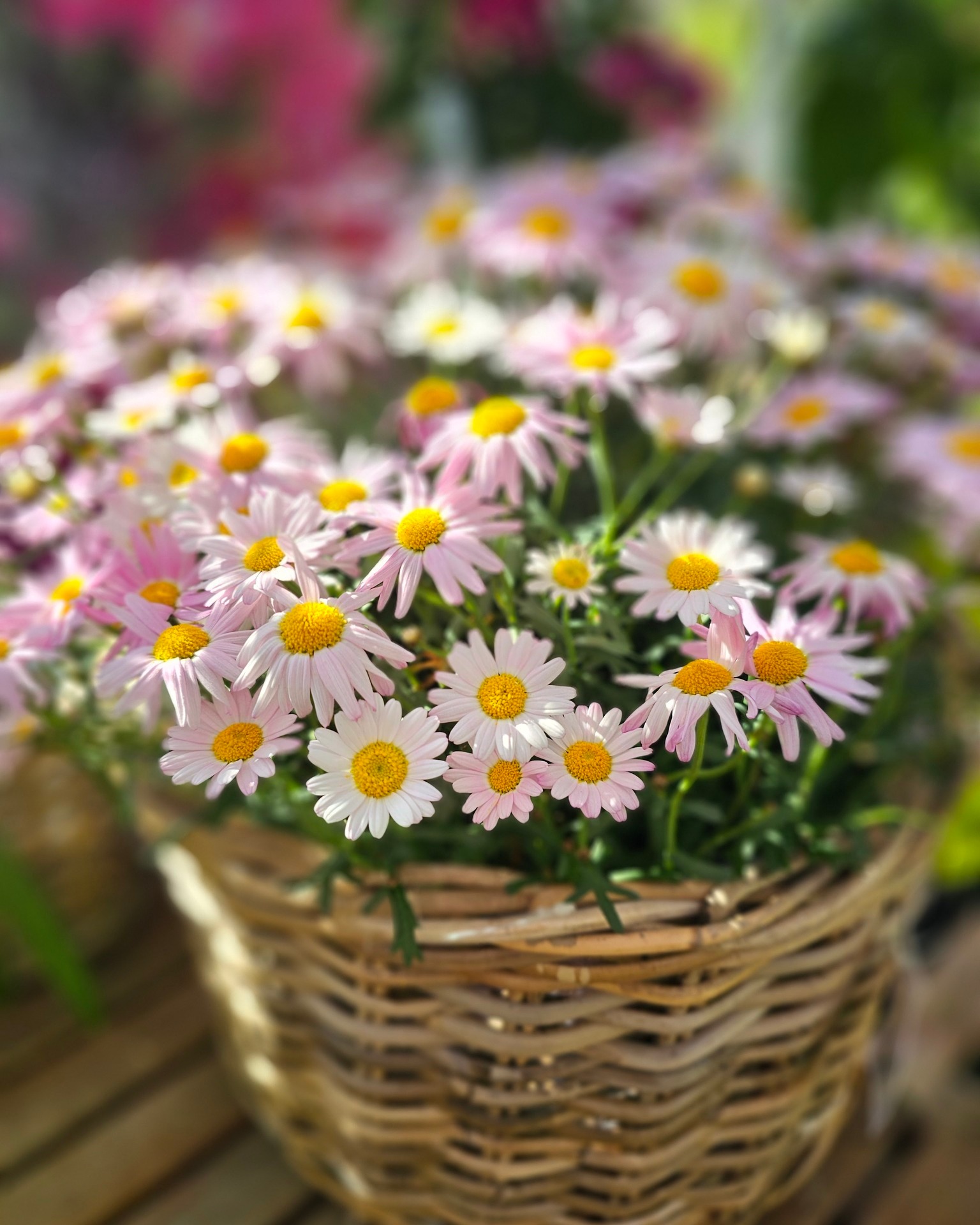 Blüten und Cortenstahl. 🌿

Ein paar aktuelle Eindrücke mit floralen Farben und rostigen Akzenten, wie sie gerade bei uns zu finden sind.

#kochchristmann #kaiserslautern #cortenstahl #gartendeko #blüten #gärtnerei #pflanzenliebe