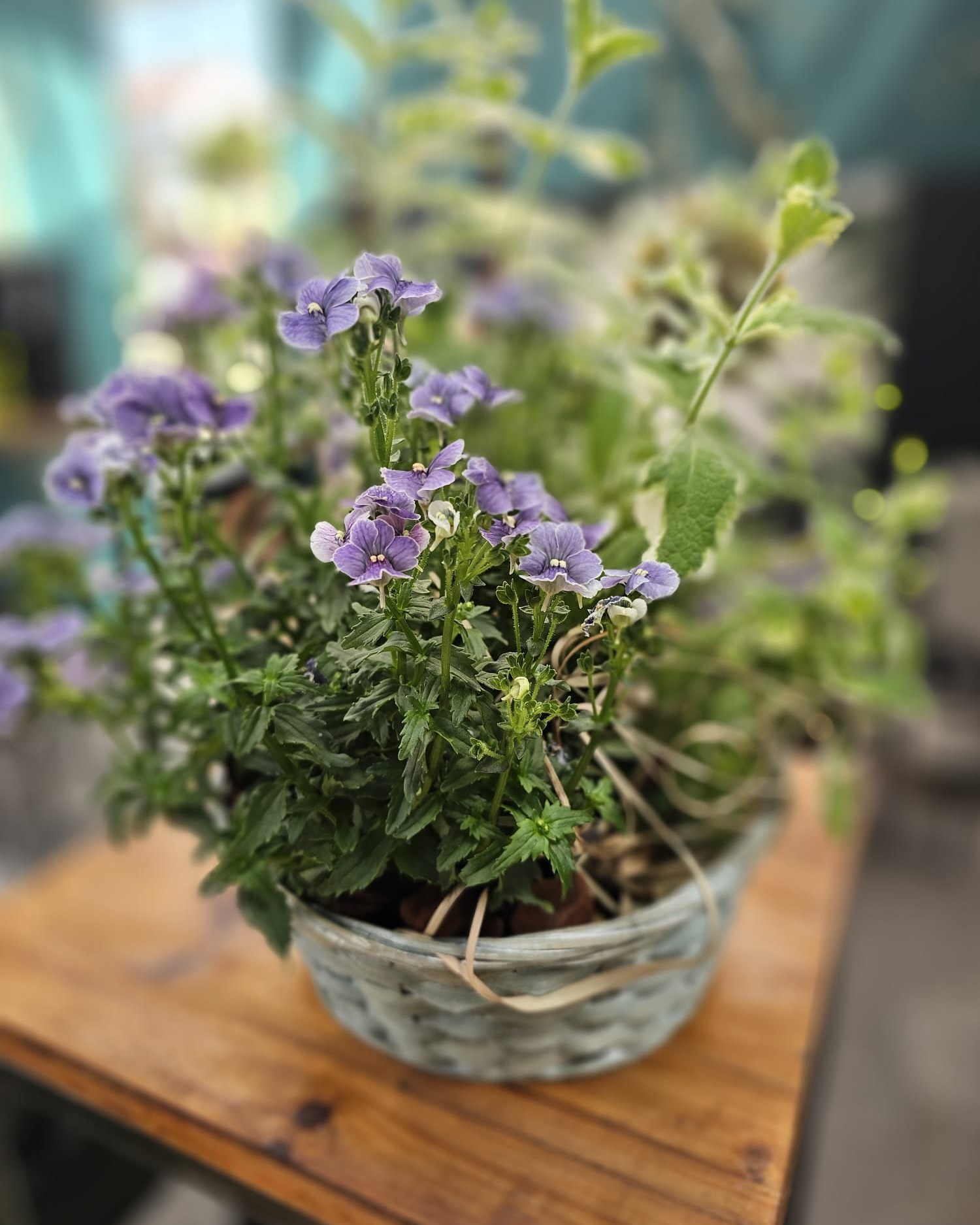 Gute Laune am Wochenende 🌿🌸

Diese Woche im Angebot:
Ananassalbei mit Nemesia (Elfenspiegel) oder alternativ Waldmeister mit Nemesia, jeweils in einem passenden Körbchen. Perfekt für Balkon, Terrasse oder die Küche.

Wie immer für 13,90 €, nur solange der Vorrat reicht.

Zusätzlich diese Woche:
Petersilie + Schnittlauch: 2 Pflanzen für 8,95 € in beliebiger Kombination 🌿

Vorbeischauen & mitnehmen 💚

#kochchristmann #GuteLauneAmWochenende #Wochenendangebot #Waldmeister #Kräuter #Kaiserslautern #Regionalekäufe #Gartenfreude