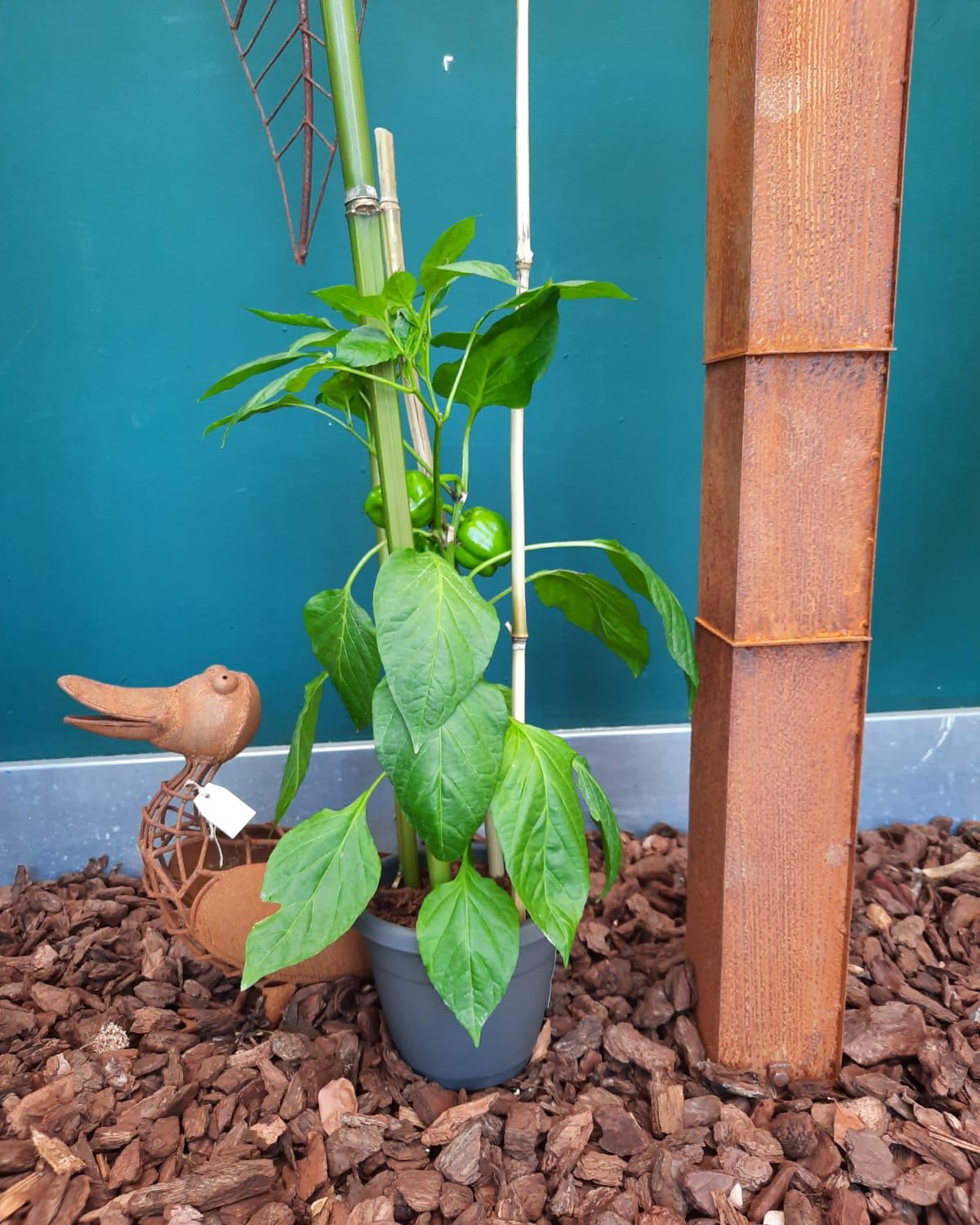 Gute Laune am Wochenende🌶️🌿

Diese Woche im Angebot:
Eine Paprikapflanze mit bereits angesetzten Früchten und Bambusstäben als natürliche Stütze für das weitere Wachstum. Die ersten Paprika sind schon zu sehen und können in etwa 2–3 Wochen geerntet werden.

Ideal für Balkon, Terrasse oder den Gemüsegarten. Die erste Ernte ist schon in Sicht. 🌞

Für 13,90 €, nur solange der Vorrat reicht.
Vorbeischauen & mitnehmen 💚

#kochchristmann #GuteLauneAmWochenende #Wochenendangebot #Paprika #Gemüsepflanzen #Balkongarten #SelbstErnten #Kaiserslautern #Regionalekäufe #Gartenfreude #urbangardening