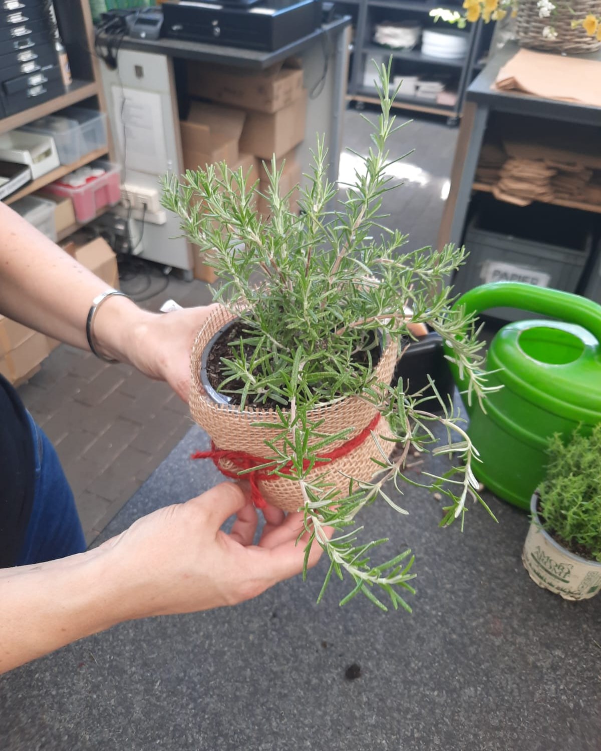 Tischschmuck für eine Hochzeit in Vorbereitung. 🌿

Blühende und mediterrane Pflanzen werden einzeln für den Tischschmuck vorbereitet. Jede Pflanze bekommt eine Manschette, gebunden mit farbiger Schnur als dezenter Akzent.

#kochchristmann #kaiserslautern #hochzeitsfloristik #tischschmuck #floristik #mediterran