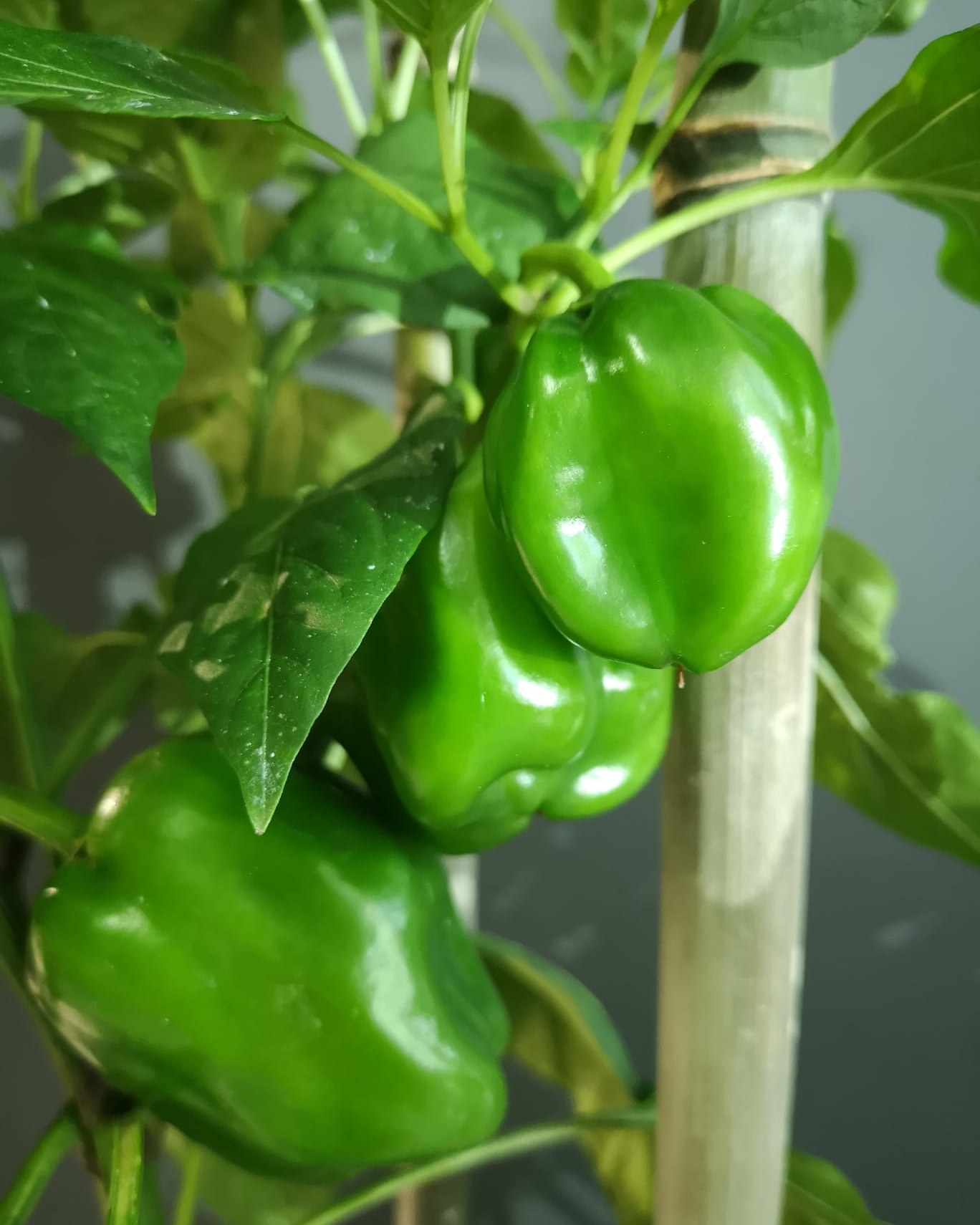 Gute Laune am Wochenende 🌿🍋

Diese Woche im Angebot:
Eine Paprikapflanze mit bereits angesetzten Früchten und Bambusstäben als natürliche Stütze für das weitere Wachstum. Die ersten Paprika sind schon zu sehen und können in etwa 2–3 Wochen geerntet werden.

Alternativ gibt es ein großes Zitronenblatt, das mit frischem Grün für mediterranes Flair sorgt.

Beide Angebote gibt es wie immer für jeweils 13,90 €, nur solange der Vorrat reicht.
Vorbeischauen & mitnehmen 💚

#kochchristmann #GuteLauneAmWochenende #Wochenendangebot #Paprika #Zitronenblatt #Gemüsepflanzen #Blattschmuckpflanze #Kaiserslautern #Regionalekäufe #Gartenfreude