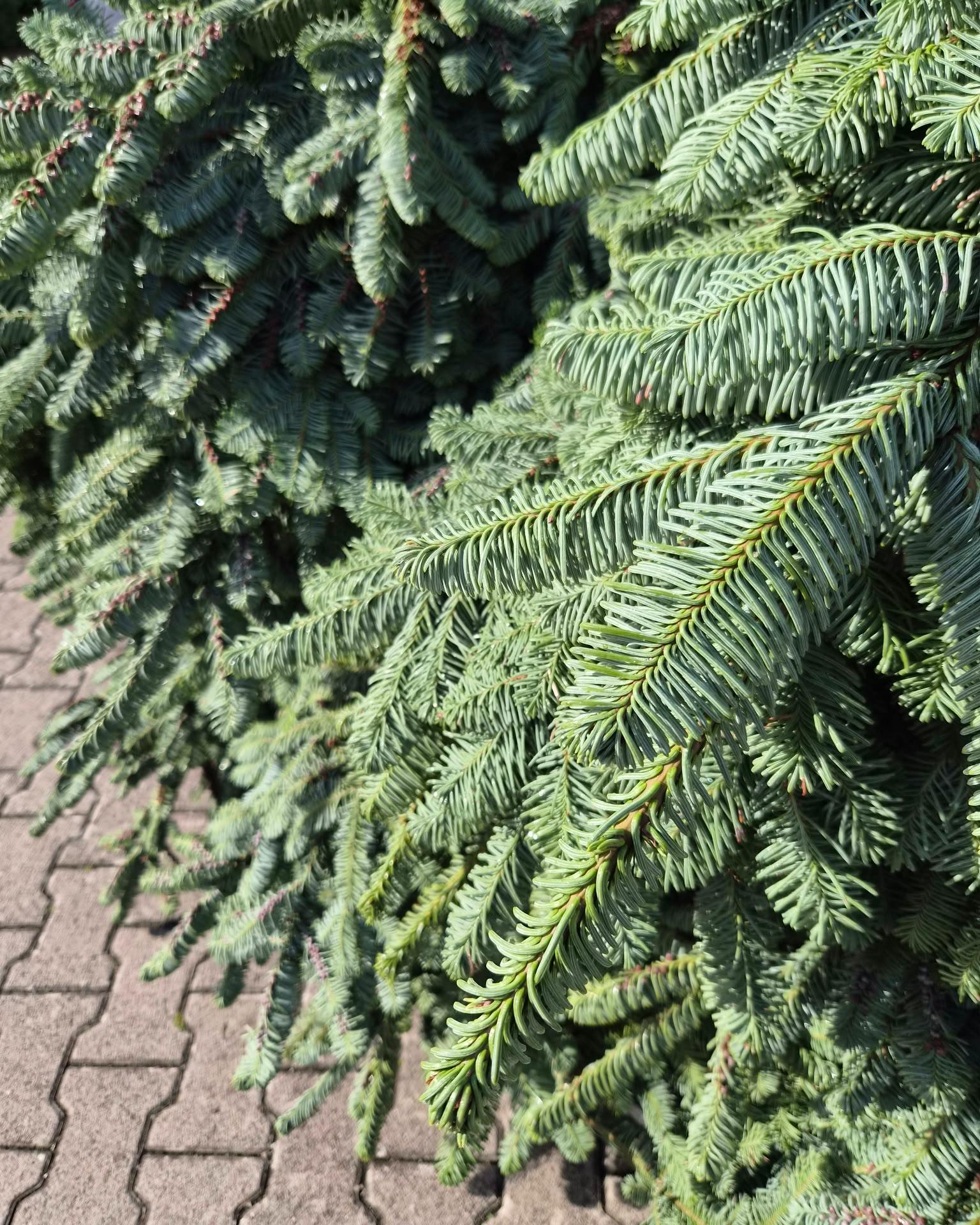 Nobilistanne ist eingetroffen. 🌲 Jetzt geht es los mit den ersten Gestecken für Allerheiligen. In den nächsten Tagen wird hier wieder fleißig geschnitten, gesteckt und gestaltet.

#kochchristmann #kaiserslautern #allerheiligen #floristik #gestecke #nobilis #blumenhandwerk
